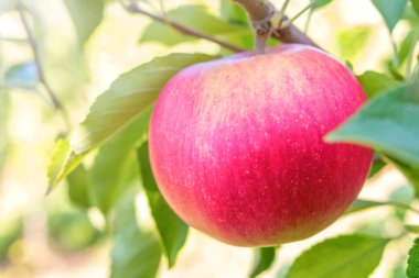 Ağaca Kırmızı Elma, Elma Ağacı